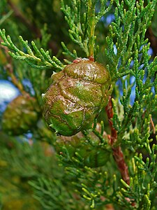 Cupressus sempervirens Cone