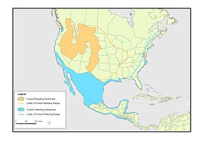 Range of N. americanus