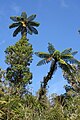 Cyathea medullaris, Mamaku, tree ferns growing in the Waitakere Ranges, near Auckland, New Zealand