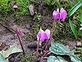 Cyclamen pseudibericum