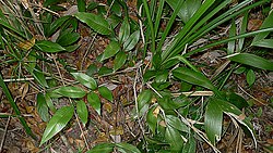 Cyclodium meniscioides (Willd.) C. Presl (8287440518).jpg