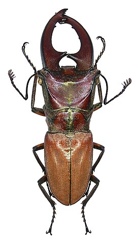 Cyclommatus zuberi