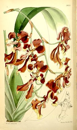 Cyrtochilum serratum (as Oncidium serratum) - Curtis' 93 (Ser. 
 3 no. 
 23) pl. 
 5632 (1867). 
 jpg