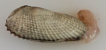 Cyrtopleura costata (I0621) (12528316463) .jpg