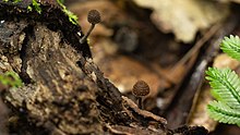 Cystoagaricus strobilomyces 07.jpg