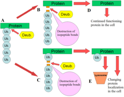 Schematic representation DUBs function DUBs.png