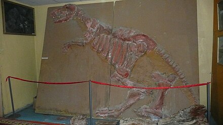Dinosaur in the local museum