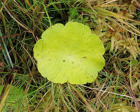 Tập_tin:De_Alde_Feanen_(Wikelslân)_Waternavel_(Hydrocotyle).JPG