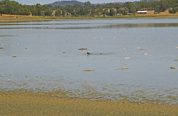 Dead and dying European carp in Lake Albert. Fish kills are often a sign of environmental stress.