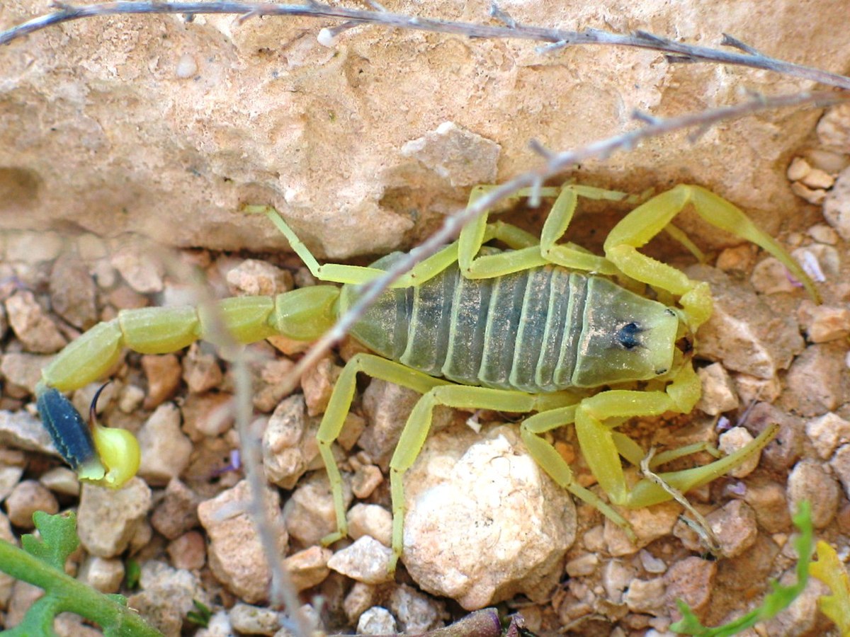 leiurus quinquestriatus