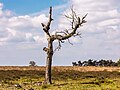 * Nomination Deelerwoud, (the eastern part.) Dead birch on heathland. --Famberhorst 05:06, 18 May 2024 (UTC) * Promotion  Support Good quality. --Ermell 05:19, 18 May 2024 (UTC)
