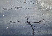 Dendrite pattern in frozen pond, Auburn WA.jpg