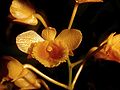 Dendrobium chrysanthum flowers