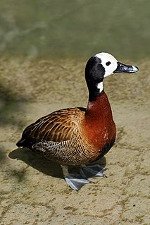 <span class="mw-page-title-main">White-faced whistling duck</span> Species of bird