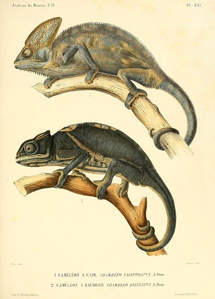 File:Description des reptiles nouveaux ou imparfaitement connus de la collection du Muséum d'histoire naturelle et remarques sur la classification et les caractères des reptiles (7135234035).jpg