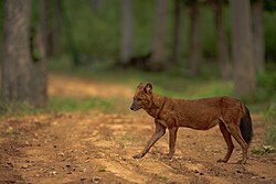 Dhole