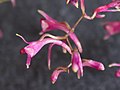 Comparettia micrantha flowers