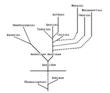 Arbre phylogénétique de Delacour et Mayr, 1945