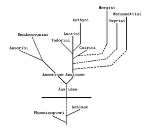 Anseriformes: Morphologie, Comportement, Ornithologie