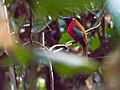 Diards Trogon (14839995819) .jpg