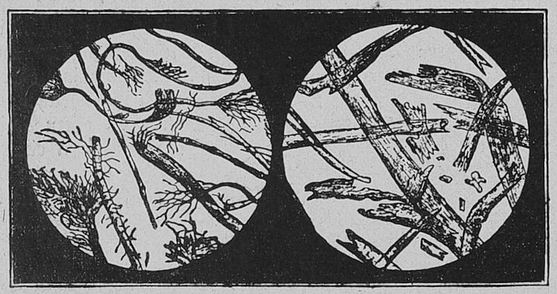 File:Die Gartenlaube (1895) b 491 1.jpg