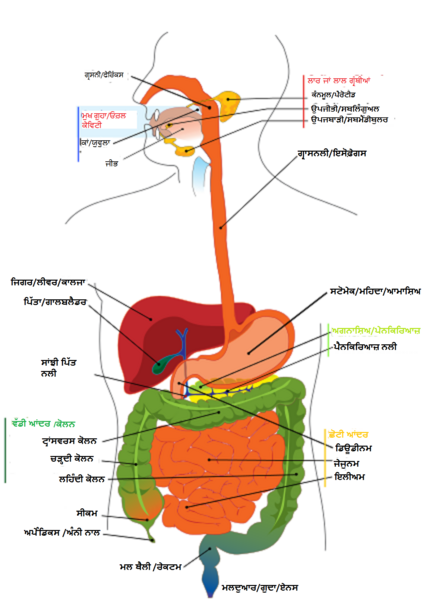 ਤਸਵੀਰ:Digestive system diagram pa.png