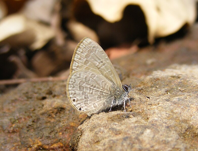 File:Dingy Lineblue Petrelaea dana UN Yeoor SGNP by Dr. Raju Kasambe DSCF0739 (19).jpg