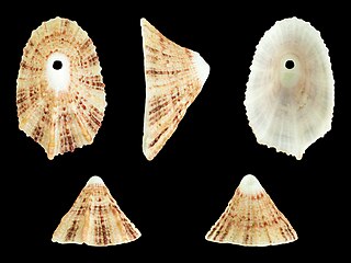 <i>Diodora calyculata</i> species of mollusc