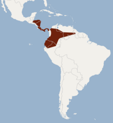 Distribution of Carollia castanea.png