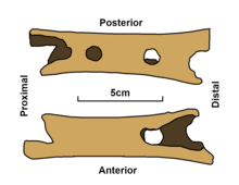 Diagram Divje Babe Bone Diagram.png