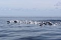 Dolphin at Banda Sea.jpg
