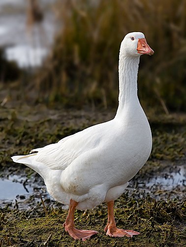 Домашний гусь породы Embden Goose (Тасмания)