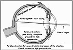 Miniatura per Visione periferica