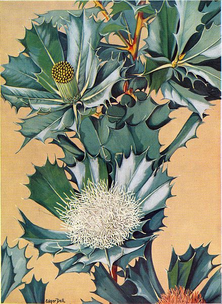 File:Dryandra sessilis (Edgar Dell).jpg