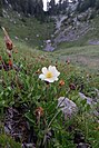 Die Silberwurz ist eine Art mit einem arkto-alpinen disjunkten Verbreitungsgebiet