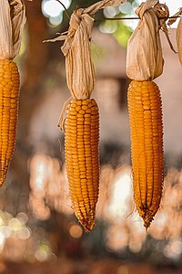 7th :Drying_maize.jpg / by User:Tsaone Raymond mpayang