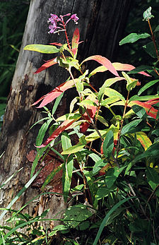 Fireweed - late-season colors DwFireweed2.jpg