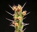 Euphorbia actinoclada