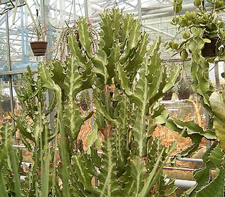 <i>Euphorbia lactea</i> species of plant