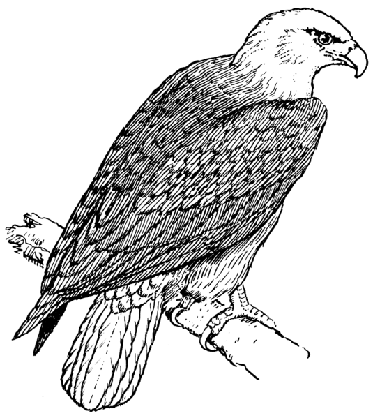 File:Eagle 2 (PSF).png