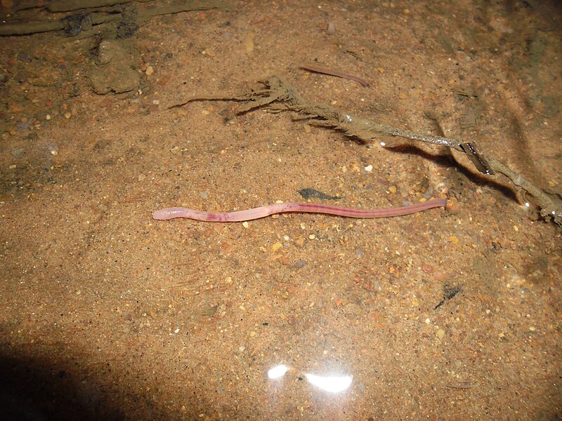 File:Earth worm in water 1.JPG