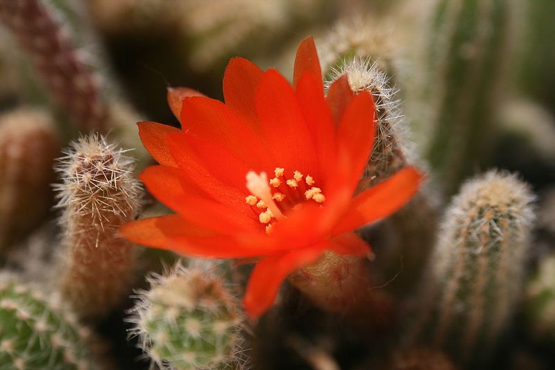 File:Echinopsis chamaecereus.jpg