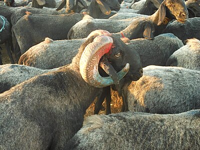 Indigenous variety of sheep in Marathwada region of Maharashtra