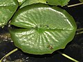 Lotus petal in front pond