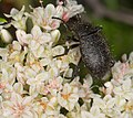 Miniatura para Eleodes nigropilosa