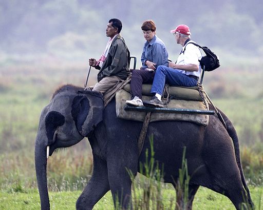 Elephant safari in Kaziranga