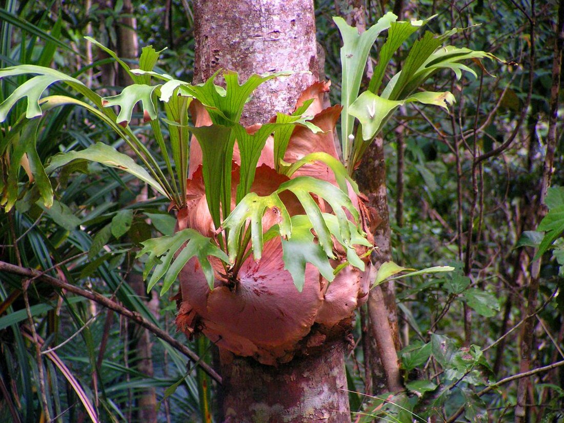 Platycerium bifurcatum