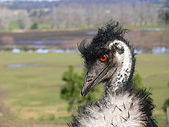 Emu444.jpg