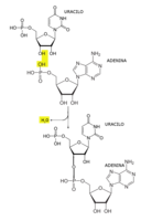 Enlace fosfodiéster entre nucleótidos