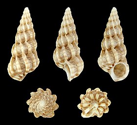 Cinco vistas da concha de Epitonium clathrus (Linnaeus, 1758);[1] espécime proveniente do Mediterrâneo francês.
